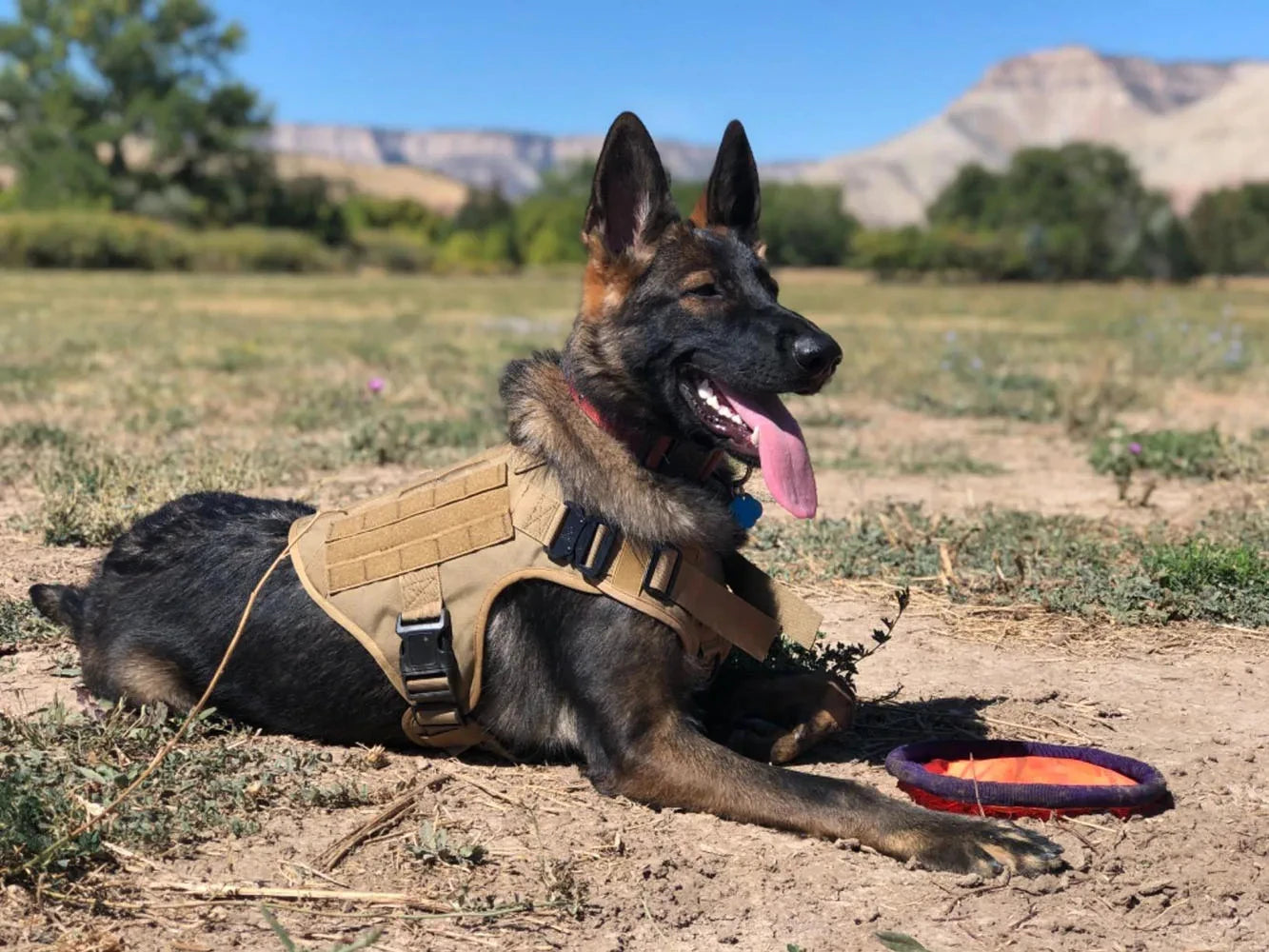 Adjustable Tactical Dog Harness And Nylon Collar Set For Training